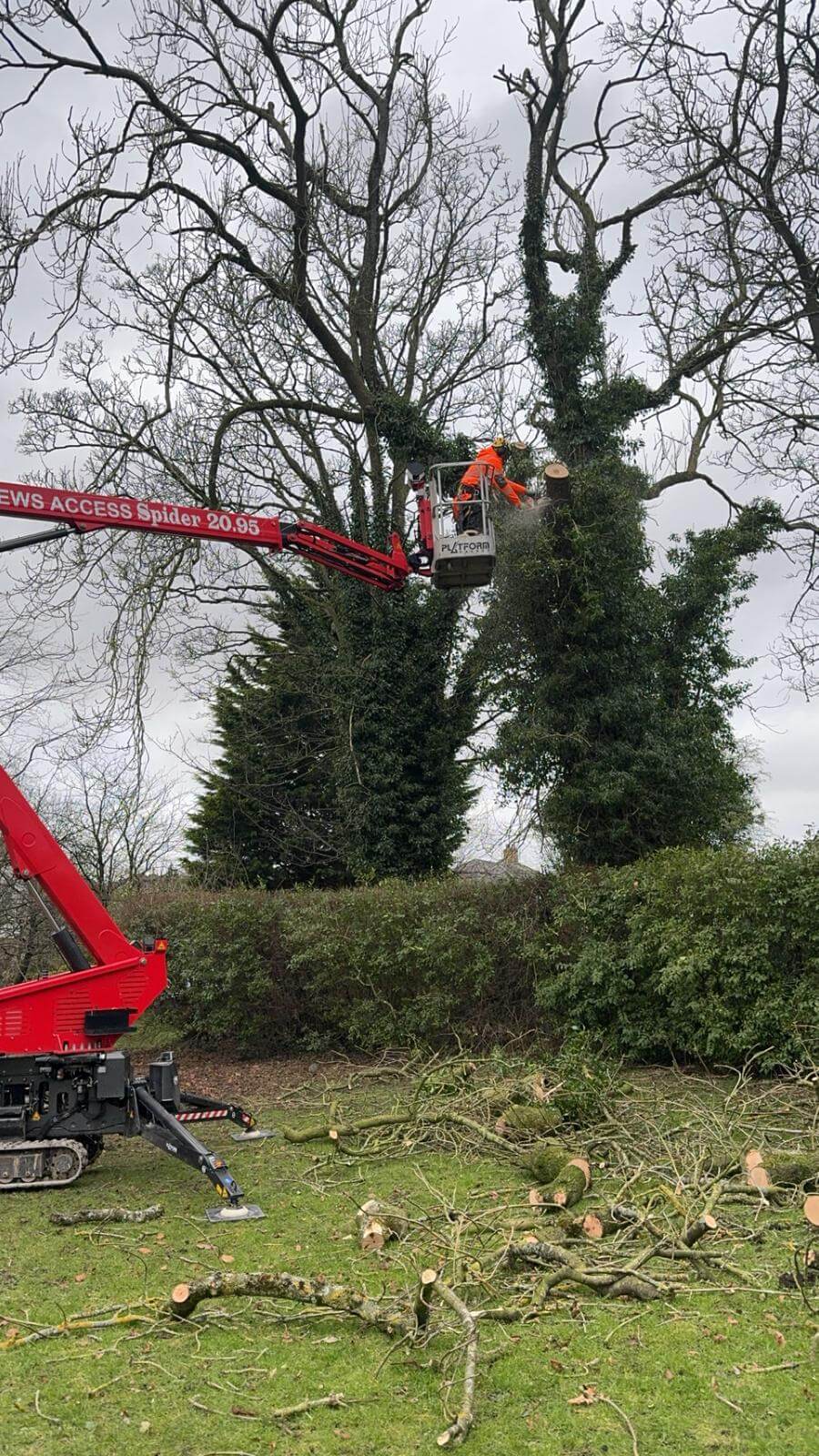 Commercial Hedge Trimming